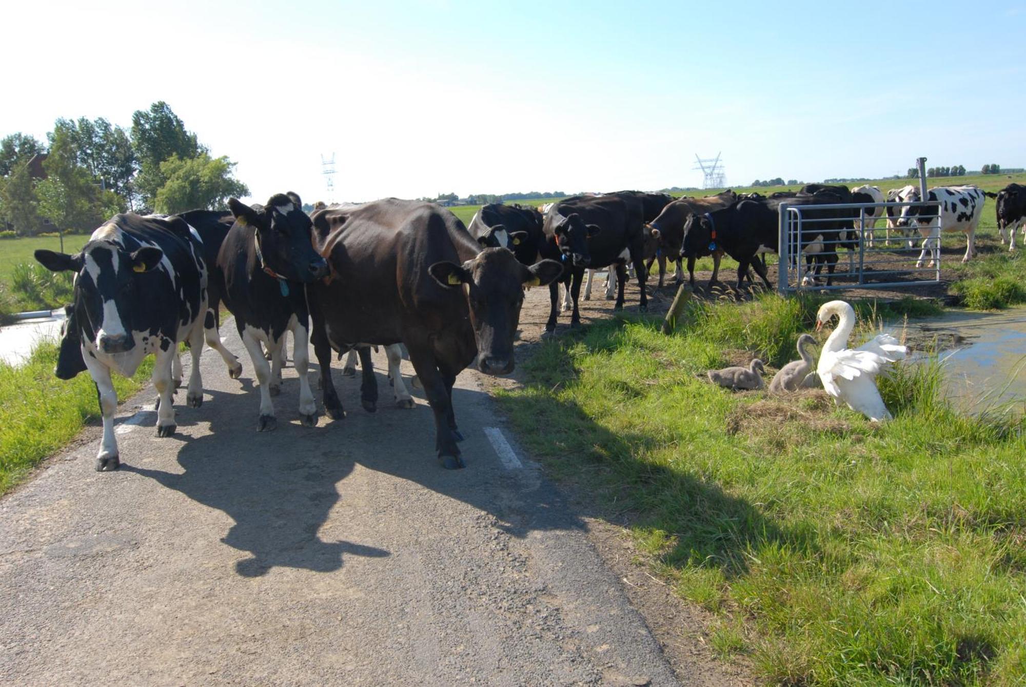 Farm Overleekerhoeve Monnickendam Εξωτερικό φωτογραφία