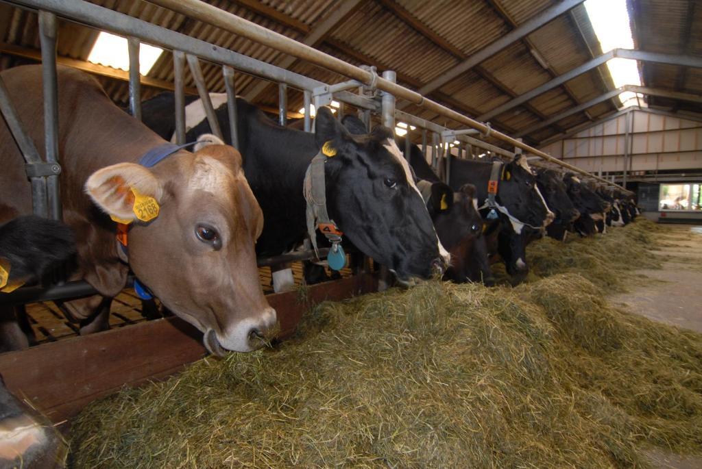 Farm Overleekerhoeve Monnickendam Εξωτερικό φωτογραφία